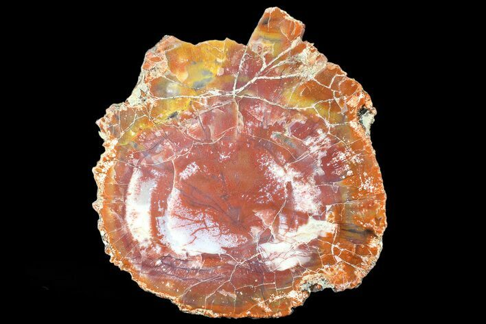 Brilliant Red/Purple Arizona Petrified Wood Slab - #89317